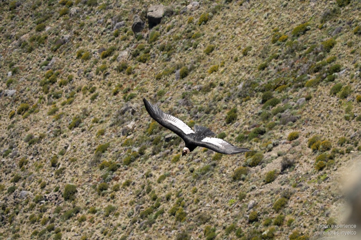 Cóndor volando sobre Cerro Benitez