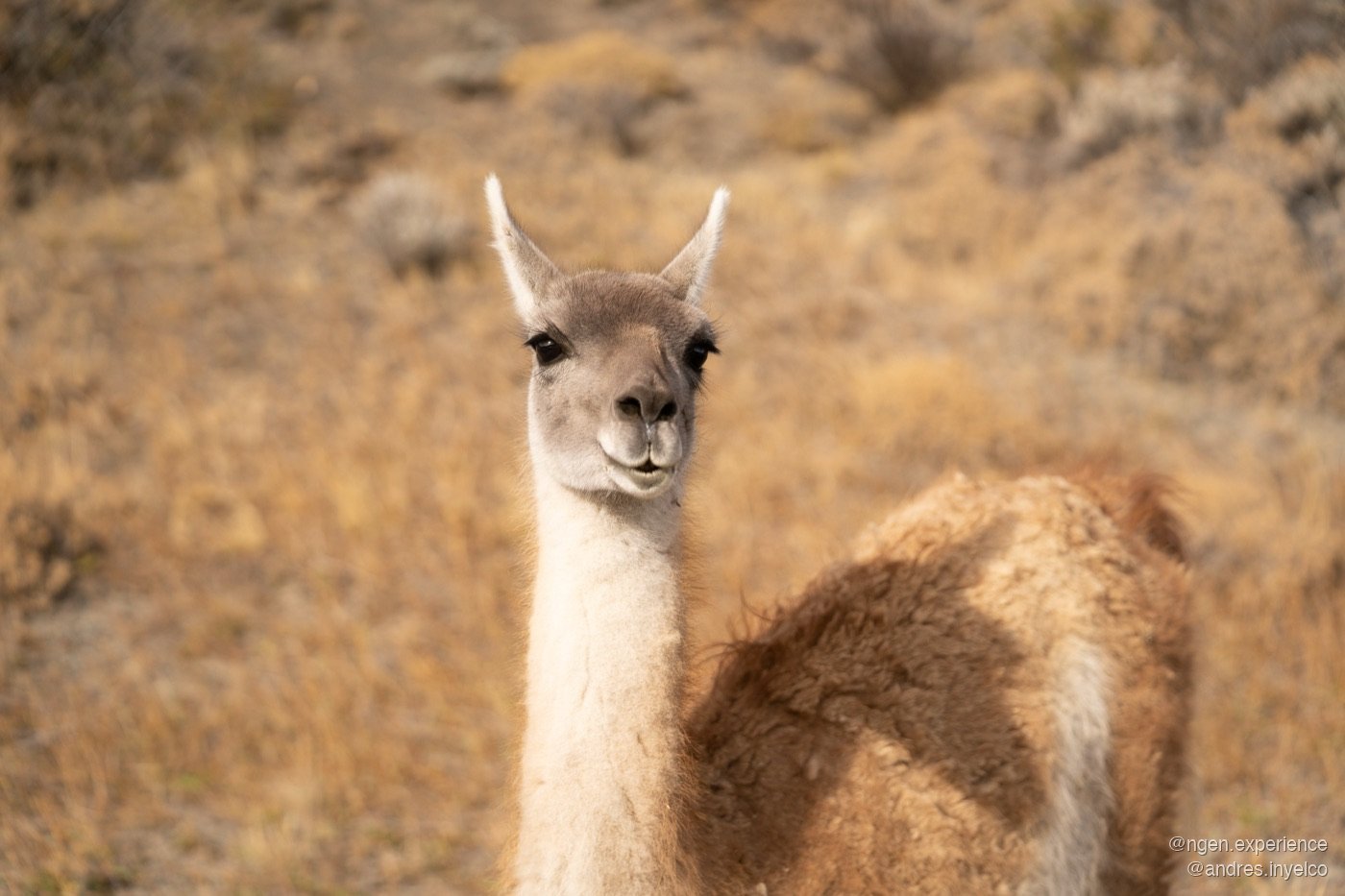 Guanaco