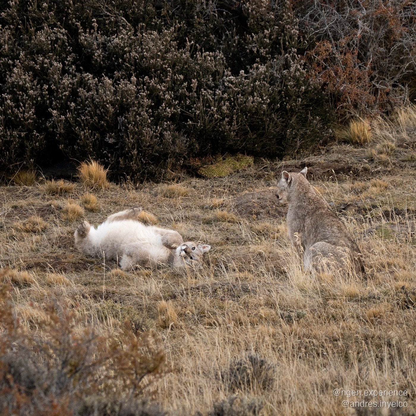 Cachorros de puma jugando