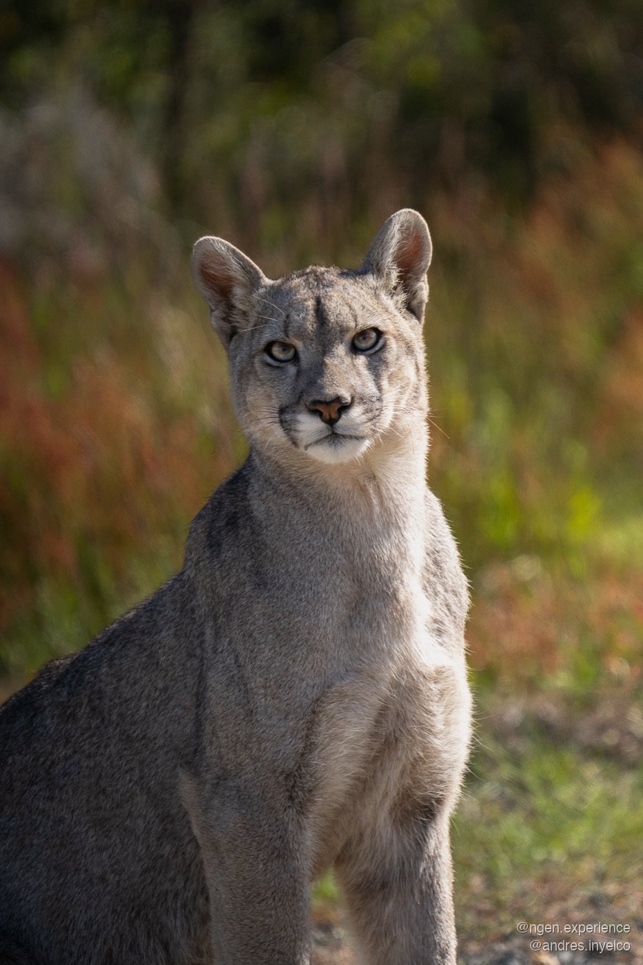 Puma