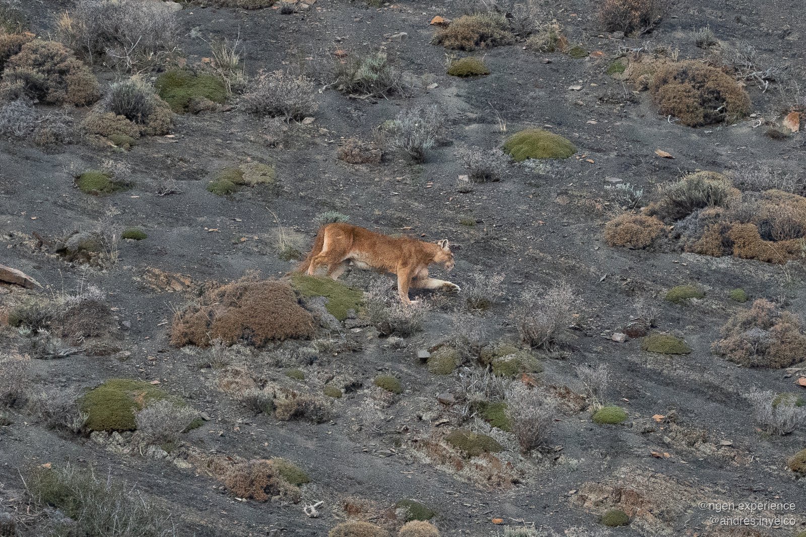 Puma Mandarina