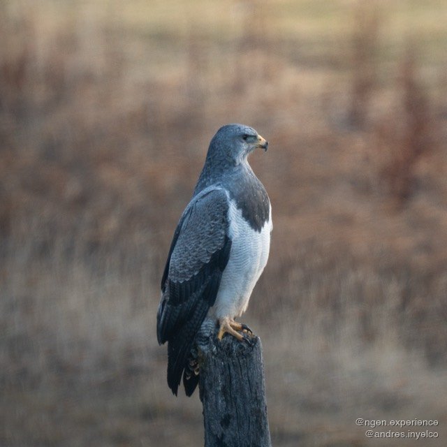 Águila mora (Geranoaetus melanoleucus) en Torres del Paine, Patagonia chilena. Foto 1 de 8