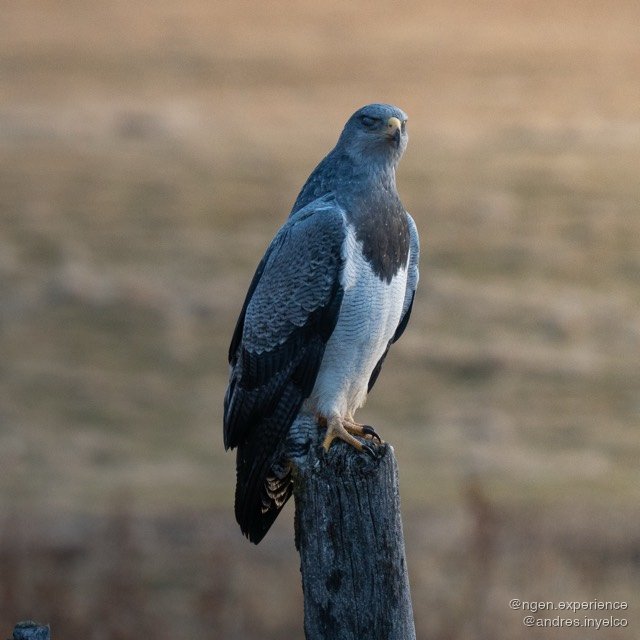 Águila mora (Geranoaetus melanoleucus) en Torres del Paine, Patagonia chilena. Foto 2 de 8