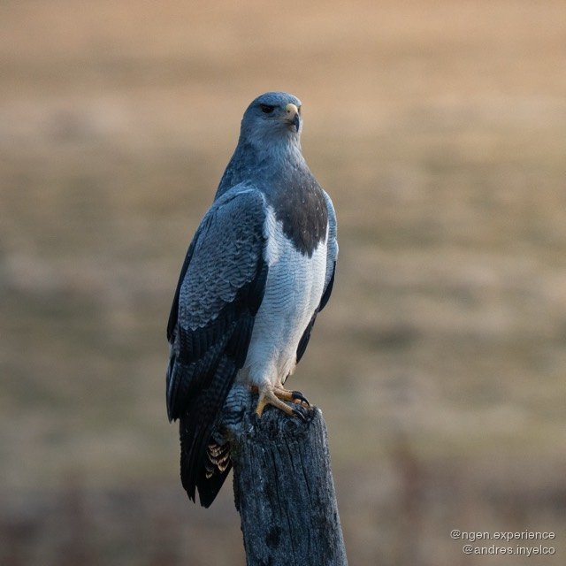 Águila mora (Geranoaetus melanoleucus) en Torres del Paine, Patagonia chilena. Foto 3 de 8