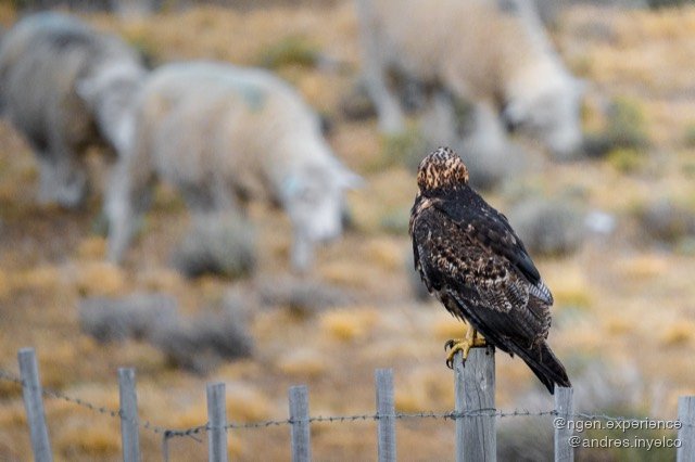 Águila mora (Geranoaetus melanoleucus) en Torres del Paine, Patagonia chilena. Foto 4 de 8