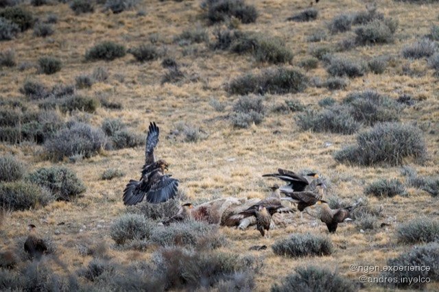 Águila mora (Geranoaetus melanoleucus) en Torres del Paine, Patagonia chilena. Foto 5 de 8