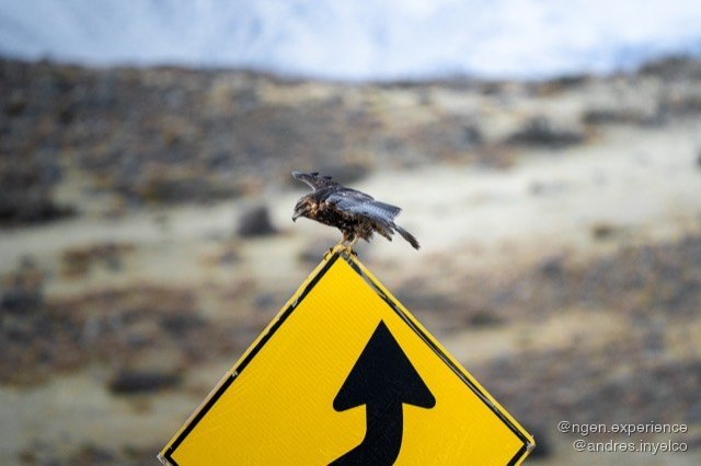 Águila mora (Geranoaetus melanoleucus) en Torres del Paine, Patagonia chilena. Foto 6 de 8