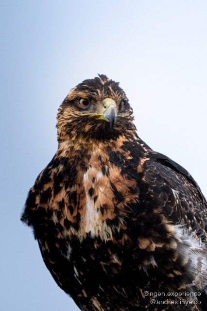 Águila mora (Geranoaetus melanoleucus) en Torres del Paine, Patagonia chilena. Foto 7 de 8