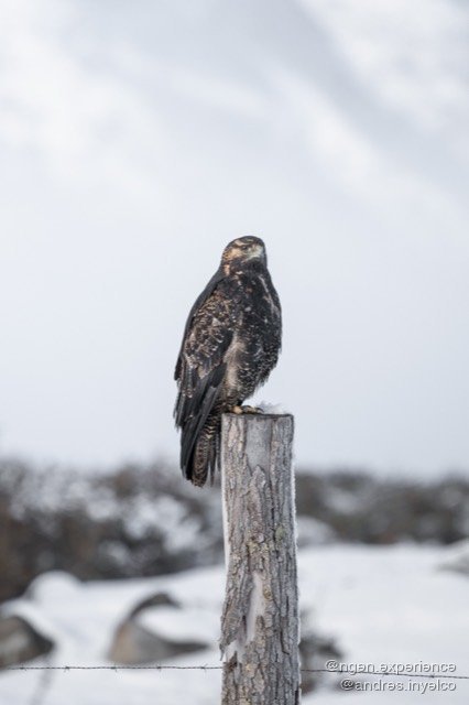 Águila mora (Geranoaetus melanoleucus) en Torres del Paine, Patagonia chilena. Foto 8 de 8