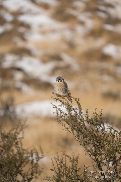 Cernícalo (Falco sparverius) en Torres del Paine, Patagonia chilena. Foto 1 de 5