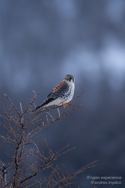 Cernícalo (Falco sparverius) en Torres del Paine, Patagonia chilena. Foto 2 de 5