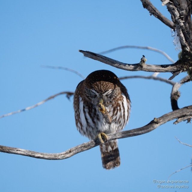 Chuncho (Glaucidium nana) en Torres del Paine, Patagonia chilena. Foto 1 de 10