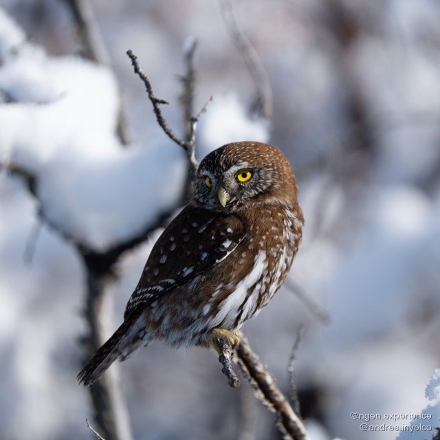 Chuncho (Glaucidium nana) en Torres del Paine, Patagonia chilena. Foto 2 de 10