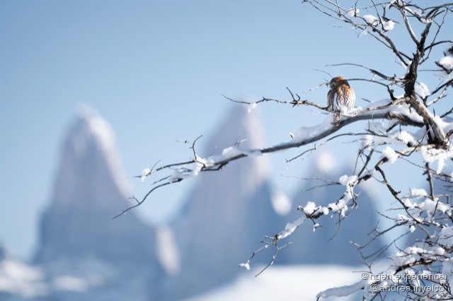 Chuncho (Glaucidium nana) en Torres del Paine, Patagonia chilena. Foto 3 de 10