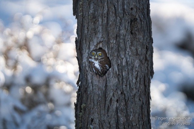 Chuncho (Glaucidium nana) en Torres del Paine, Patagonia chilena. Foto 4 de 10