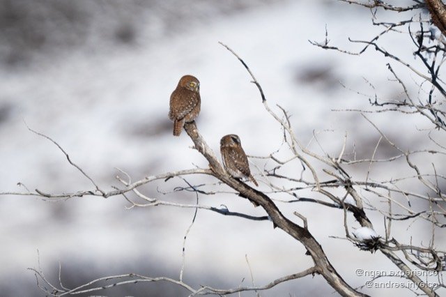 Chuncho (Glaucidium nana) en Torres del Paine, Patagonia chilena. Foto 5 de 10