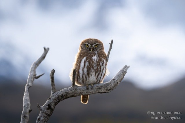 Chuncho (Glaucidium nana) en Torres del Paine, Patagonia chilena. Foto 6 de 10