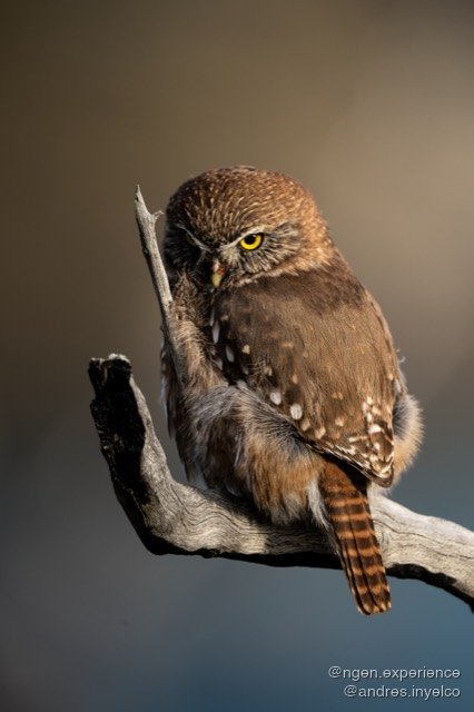 Chuncho (Glaucidium nana) en Torres del Paine, Patagonia chilena. Foto 7 de 10