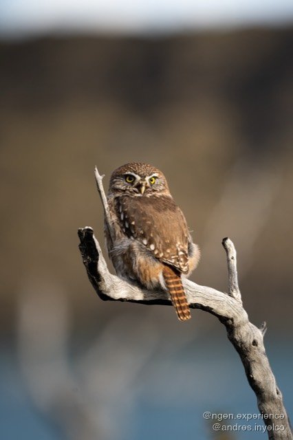 Chuncho (Glaucidium nana) en Torres del Paine, Patagonia chilena. Foto 8 de 10