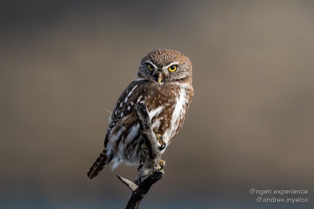 Chuncho (Glaucidium nana) en Torres del Paine, Patagonia chilena. Foto 9 de 10