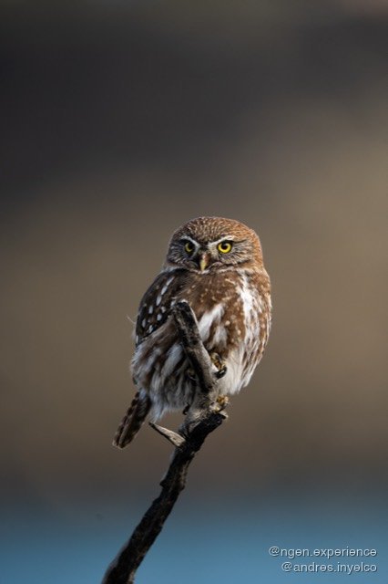 Chuncho (Glaucidium nana) en Torres del Paine, Patagonia chilena. Foto 10 de 10