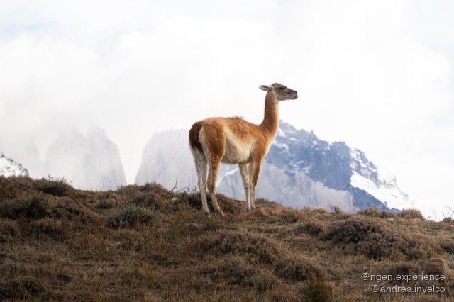 Guanaco (Lama guanicoe) en Torres del Paine, Patagonia chilena. Foto 2 de 6