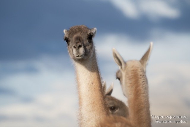 Guanaco (Lama guanicoe) en Torres del Paine, Patagonia chilena. Foto 3 de 6