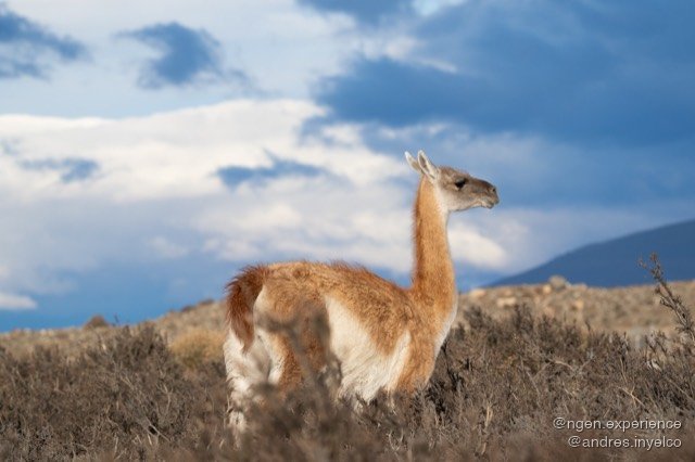 Guanaco (Lama guanicoe) en Torres del Paine, Patagonia chilena. Foto 4 de 6