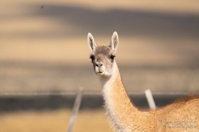 Guanaco (Lama guanicoe) en Torres del Paine, Patagonia chilena. Foto 5 de 6