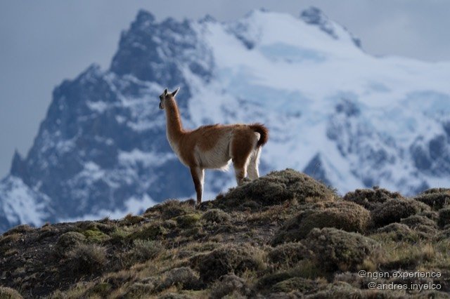 Guanaco (Lama guanicoe) en Torres del Paine, Patagonia chilena. Foto 6 de 6