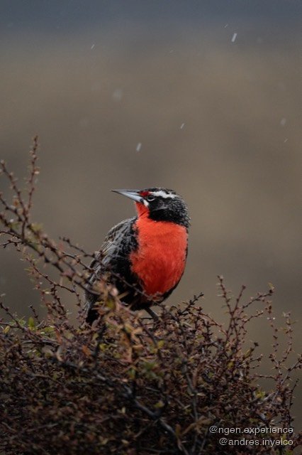Loica (Leistes loyca) en Torres del Paine, Patagonia chilena. Foto 1 de 4