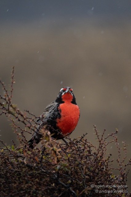 Loica (Leistes loyca) en Torres del Paine, Patagonia chilena. Foto 2 de 4