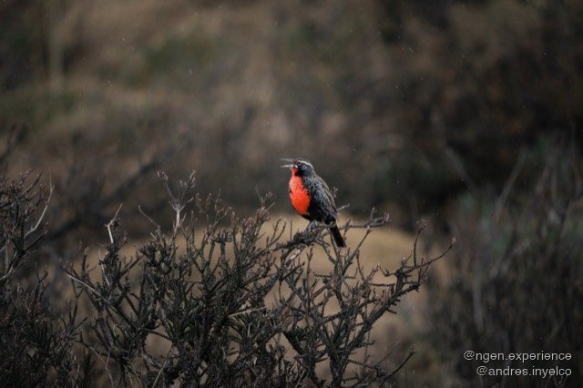 Loica (Leistes loyca) en Torres del Paine, Patagonia chilena. Foto 3 de 4
