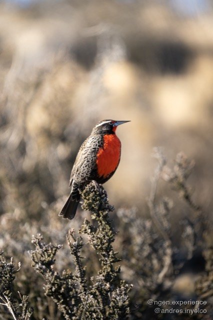 Loica (Leistes loyca) en Torres del Paine, Patagonia chilena. Foto 4 de 4