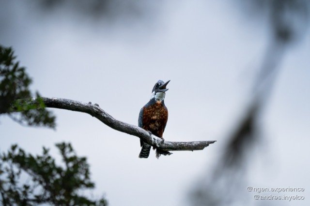 Martín pescador (Megaceryle torquata) en Torres del Paine, Patagonia chilena. Foto 2 de 5