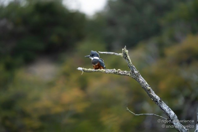 Martín pescador (Megaceryle torquata) en Torres del Paine, Patagonia chilena. Foto 3 de 5