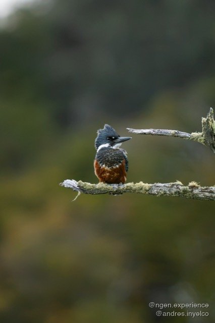 Martín pescador (Megaceryle torquata) en Torres del Paine, Patagonia chilena. Foto 4 de 5