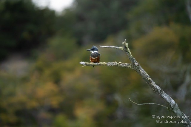 Martín pescador (Megaceryle torquata) en Torres del Paine, Patagonia chilena. Foto 5 de 5