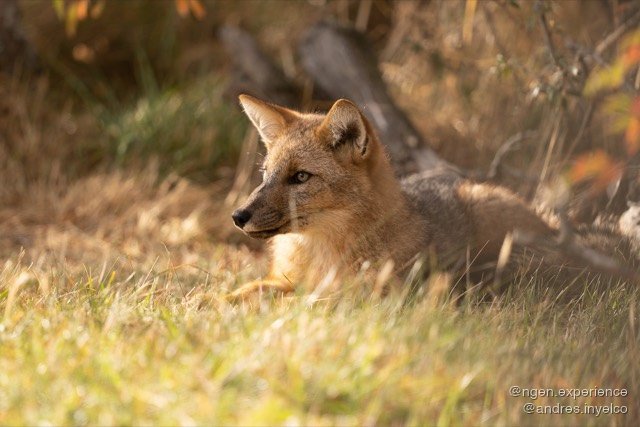 Zorro culpeo (Lycalopex culpaeus) en Torres del Paine, Patagonia chilena. Foto 4 de 6