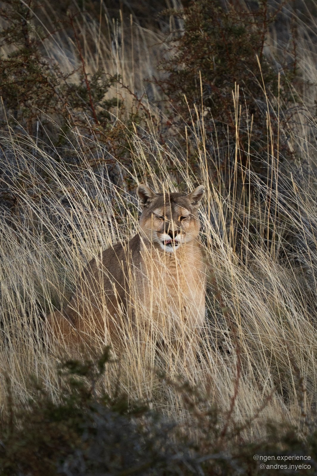Puma Dania