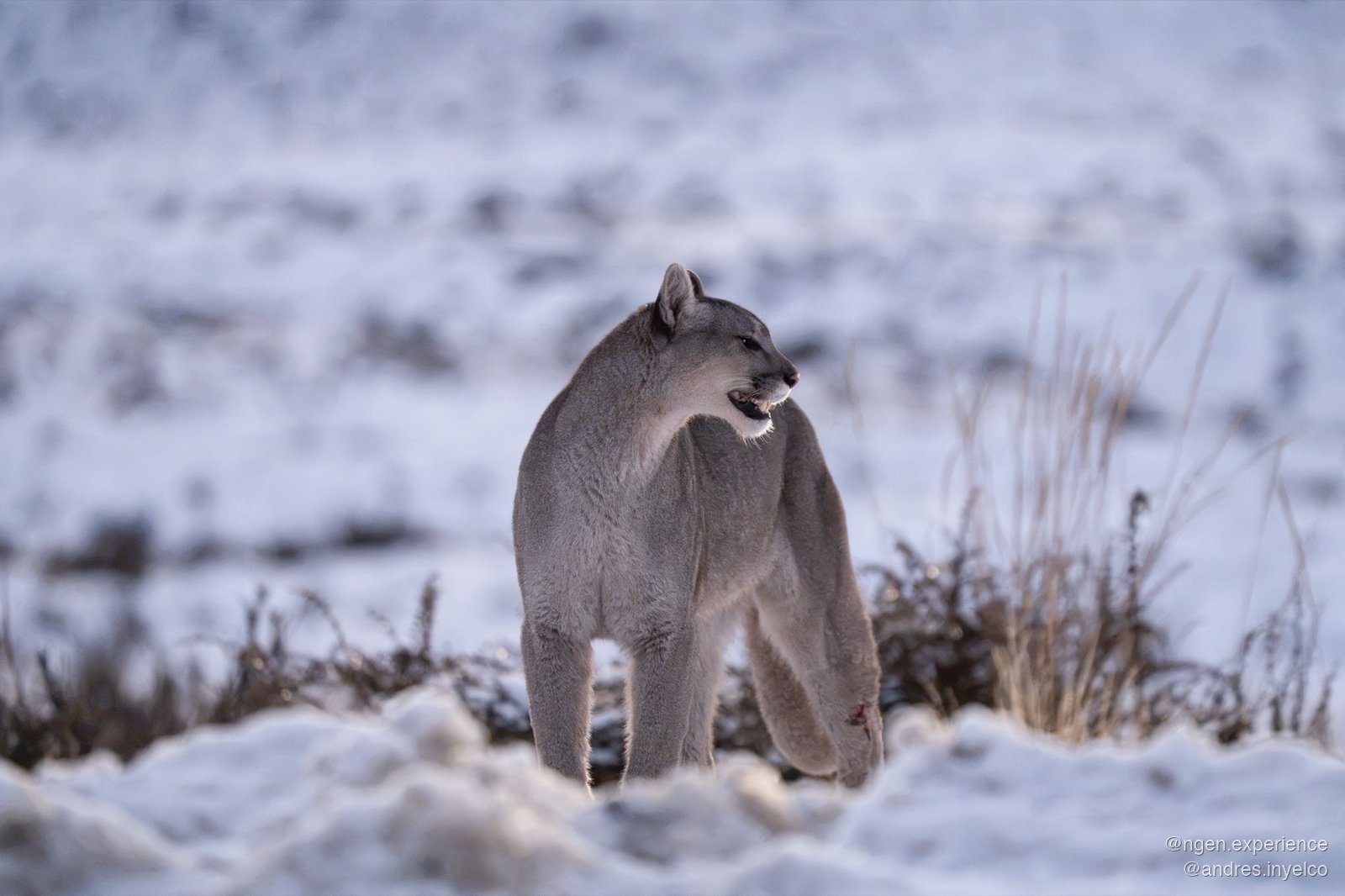 Puma Escarcha