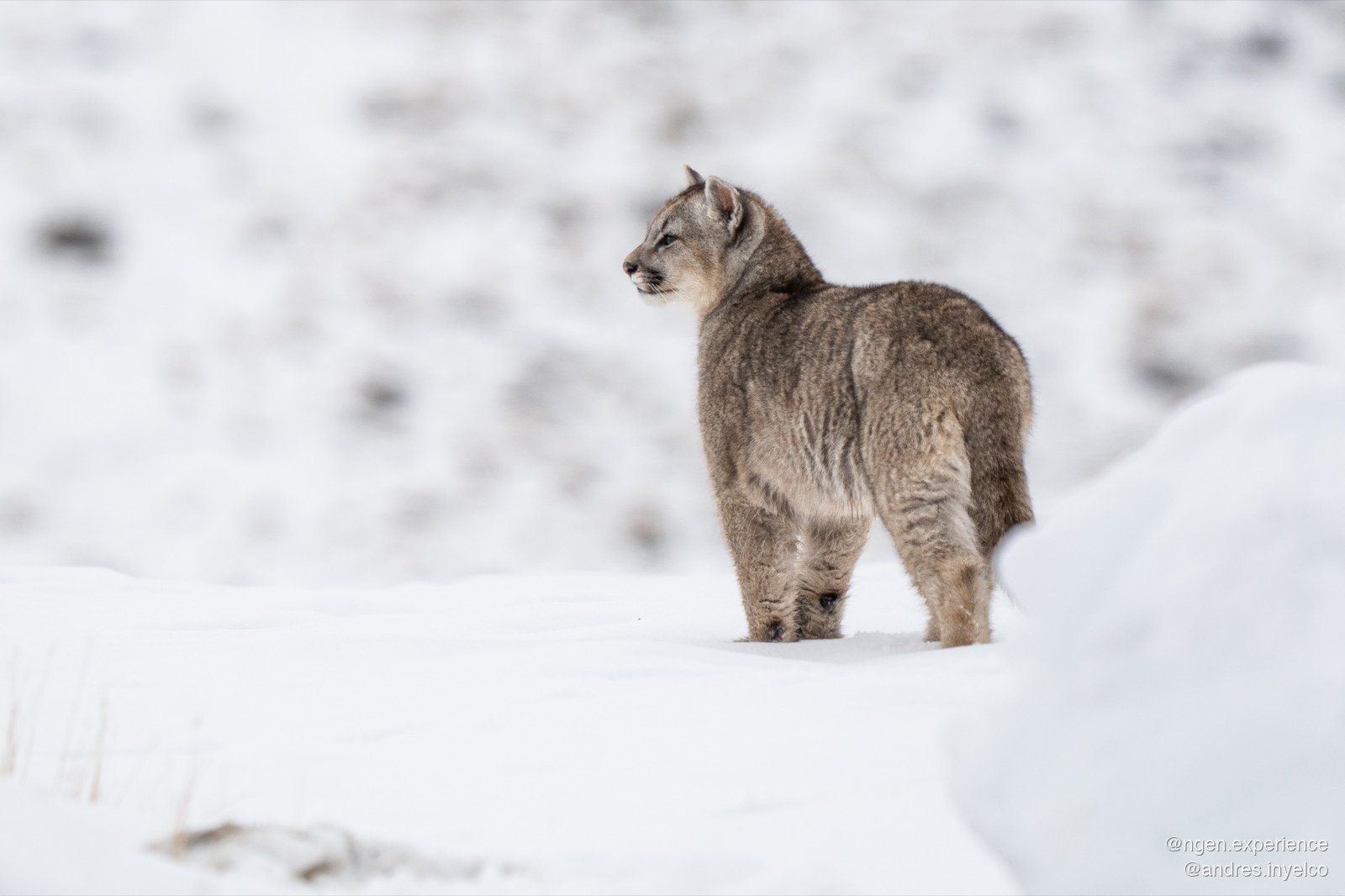 Puma observado en Torres del Paine