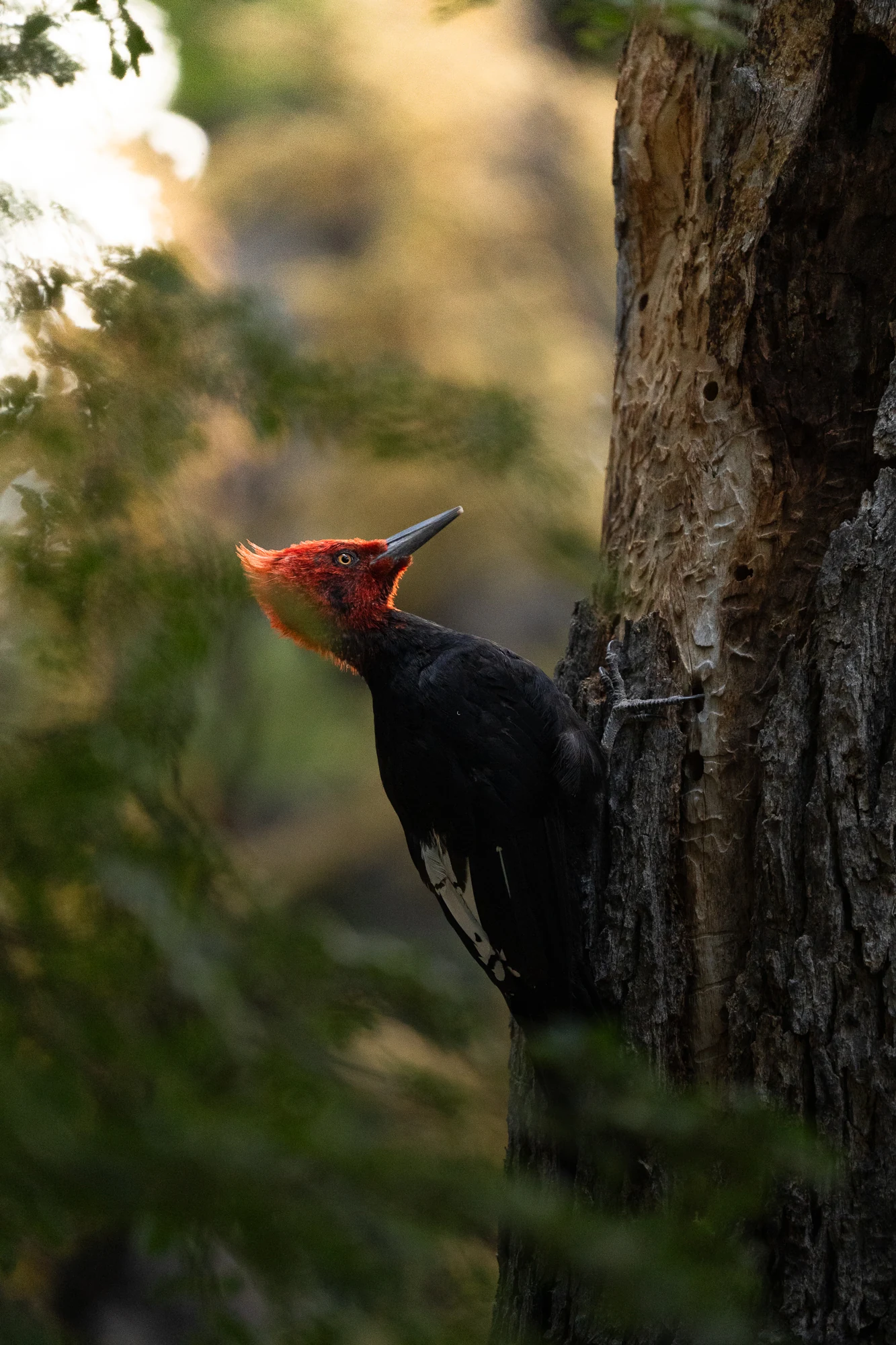 Carpintero magallánico en Torres del Paine