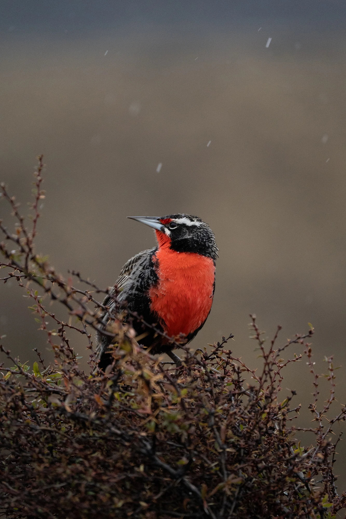 Loica en Torres del Paine