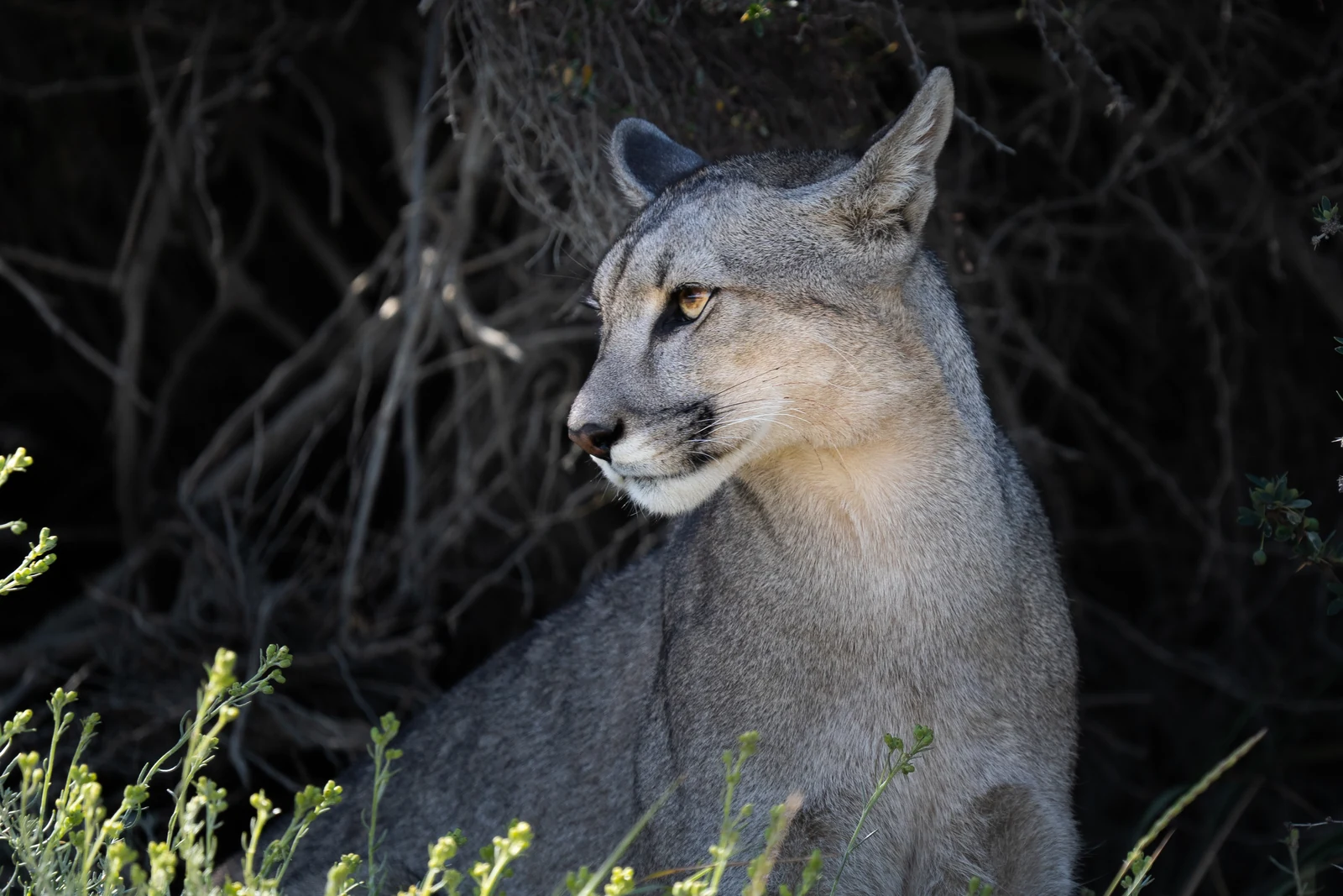 Puma de la Patagonia mirando hacia un lado entre arbustos en Torres del Paine
