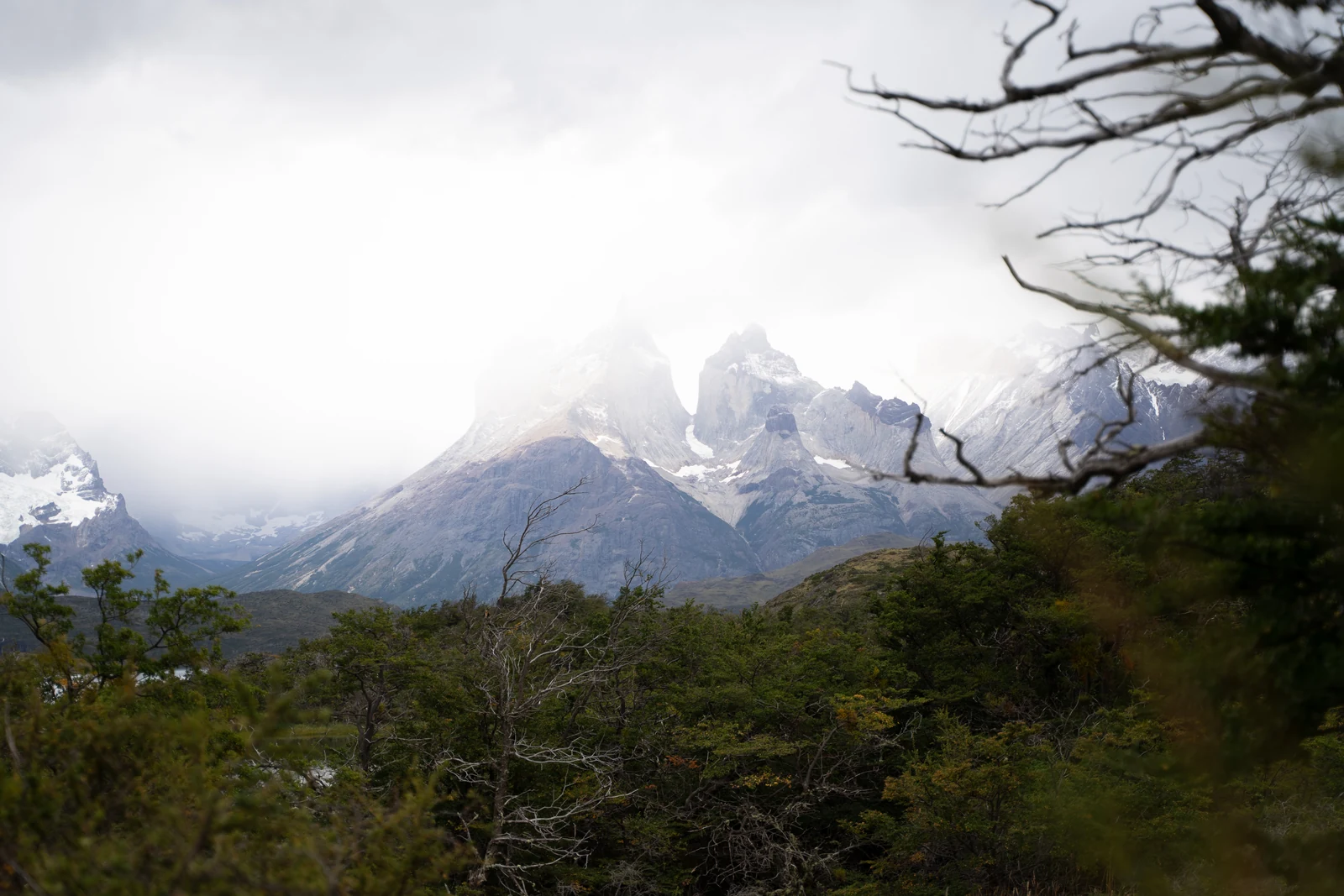 Cuernos del Paine entre la niebla, vistos a través del bosque