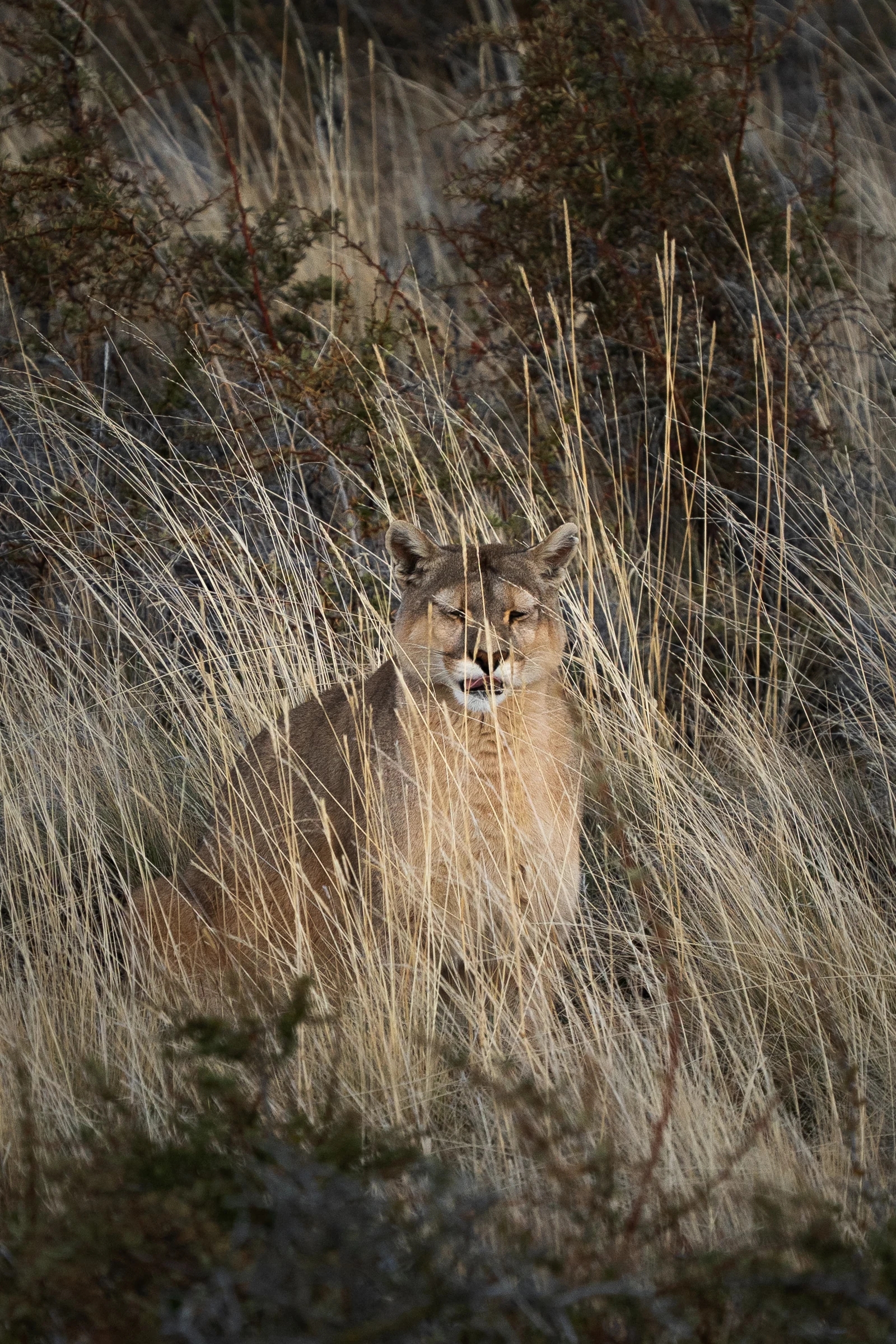 Puma Dania, individuo que reconocemos en Torres del Paine