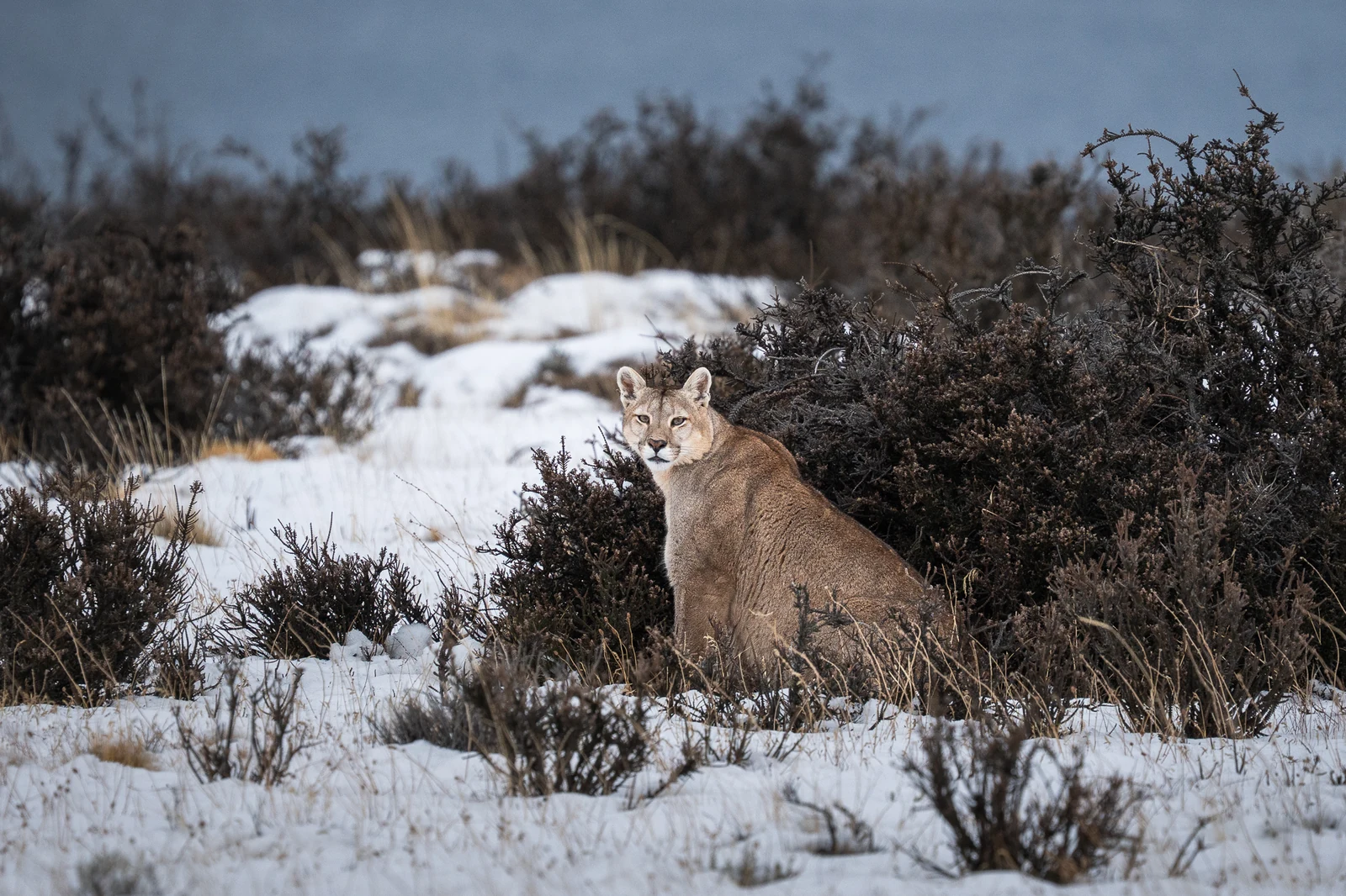 Puma observado durante un tour en Torres del Paine
