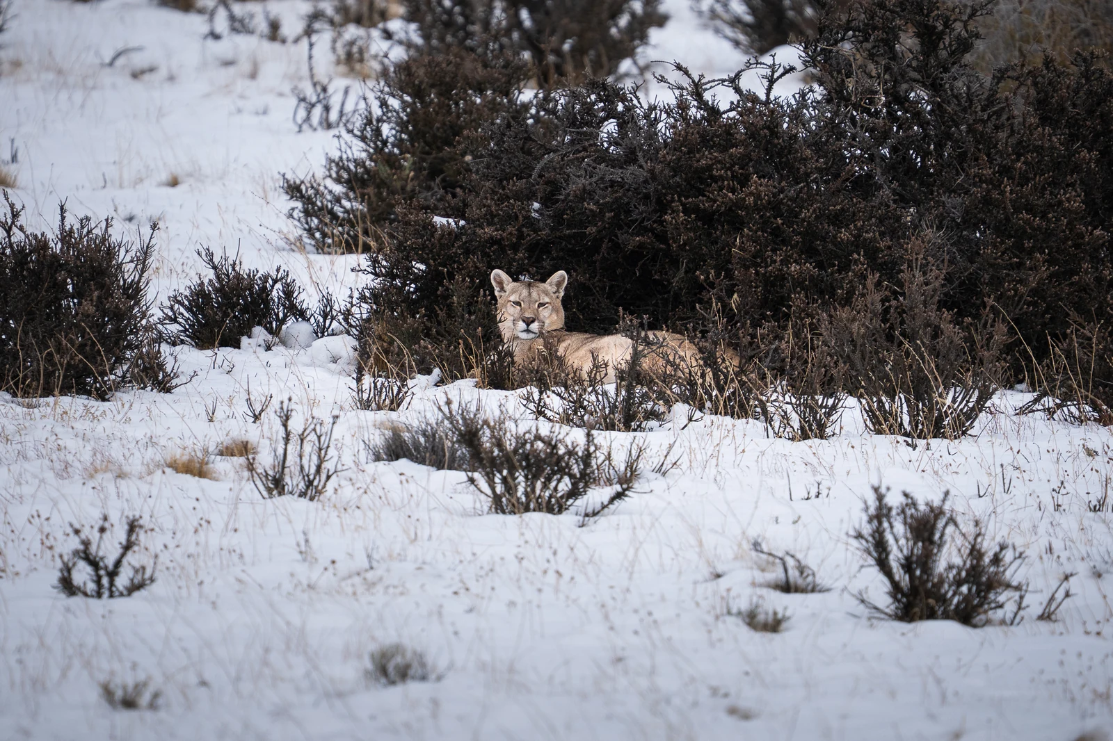 Otro puma de Torres del Paine