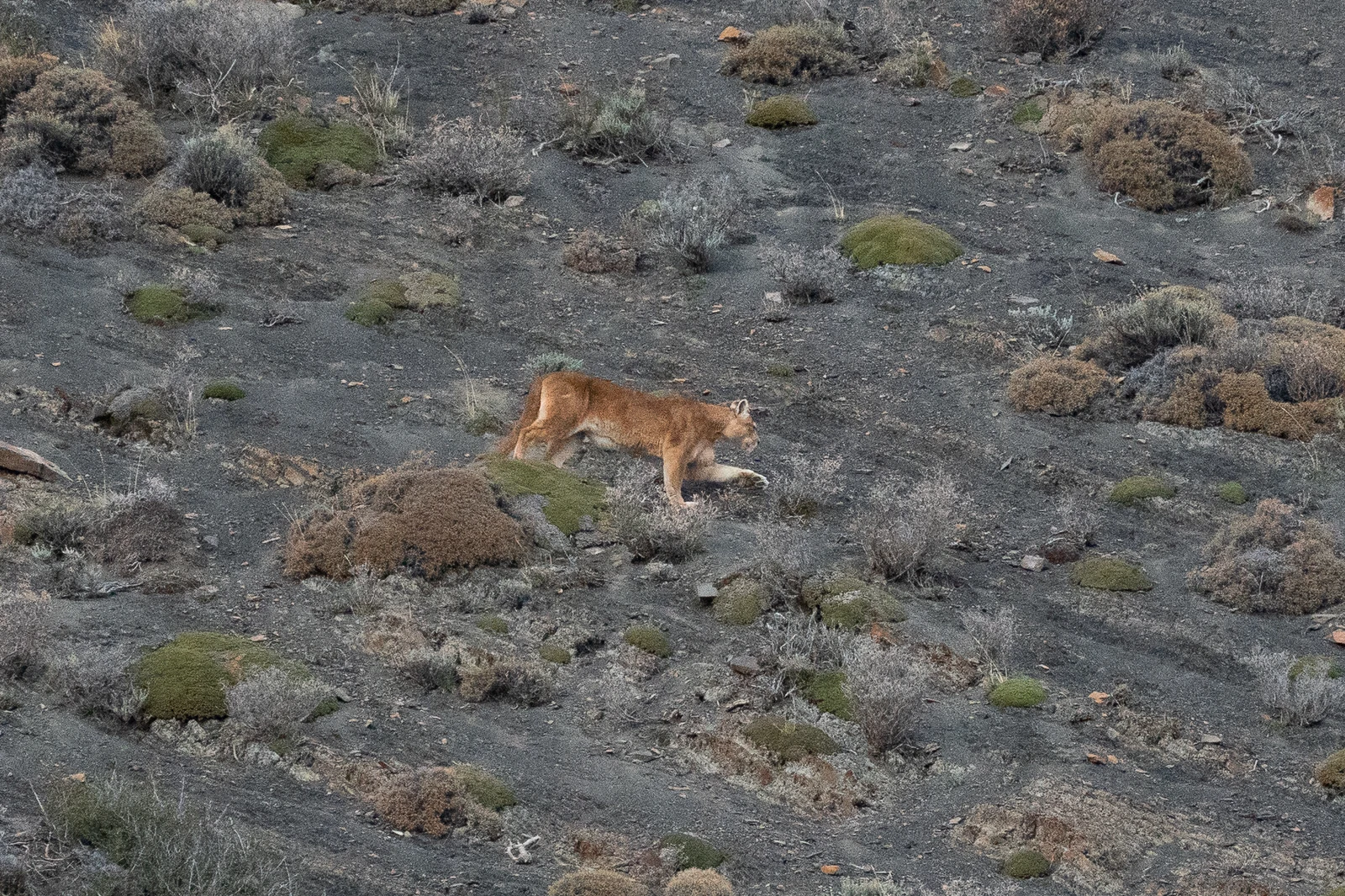 Puma Mandarina, individuo que reconocemos en Torres del Paine